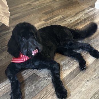 At Your Paws - Sadie comfortable after her bath and new haircut. - Pet Groomers Near Me