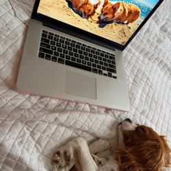 Home Sweet Home Dog Resort - Eddie is watching videos of other dogs rather than enjoying the excitement of playing with them.