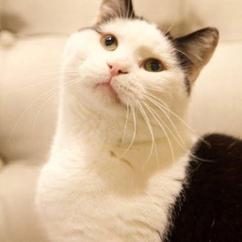 The Scratching Post Cat Cafe - Buddy, adopted January 2018 - Pet Adoption Near Me - Lewisburg, Pennsylvania The Scratching Post Cat Cafe - Buddy, adopted January 2018 - Pet Adoption Near Me - Lewisburg, Pennsylvania
