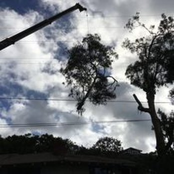 LTC Forestry - Tree Services Near Me LTC Forestry - Tree Services Near Me