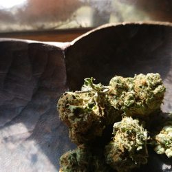 Black Mamba!!