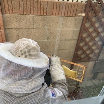 So Cal Bees - Cesar, the bee whisperer. - Pest Control Near Me So Cal Bees - Cesar, the bee whisperer. - Pest Control Near Me