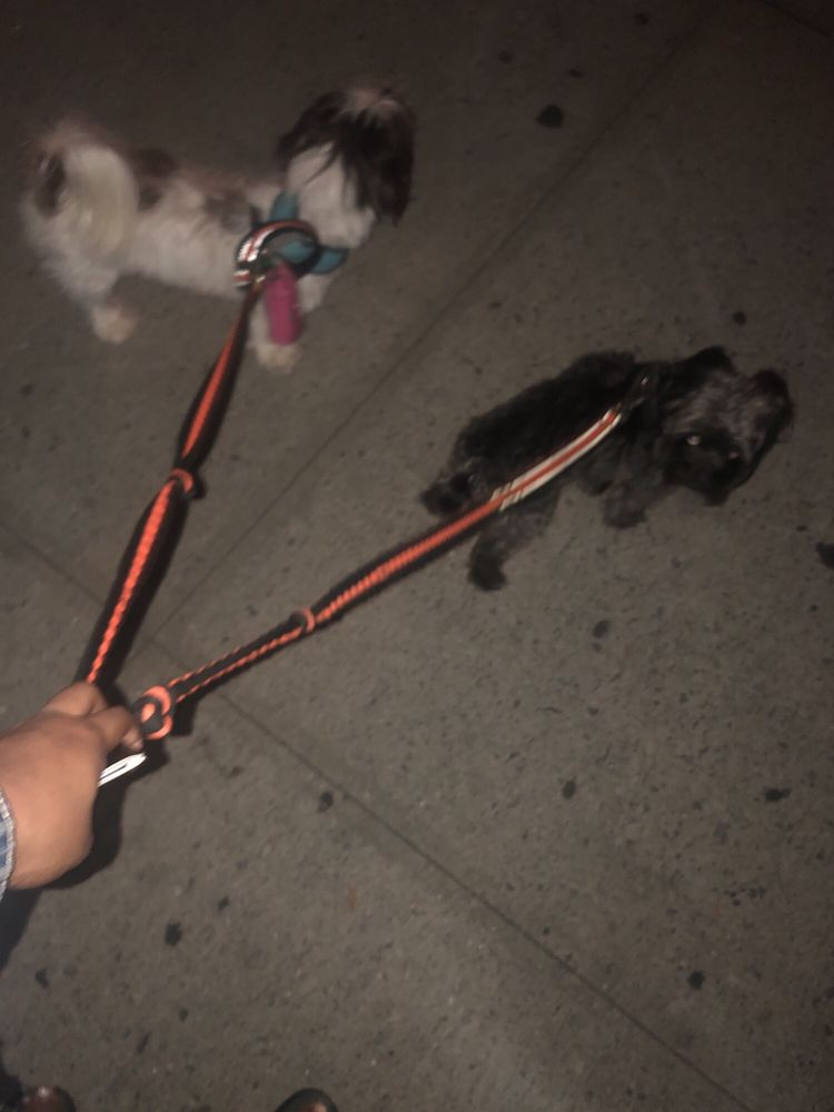 CROSSBRONX PET SHOP 37 Photos & 29 Reviews 2064 Cross Bronx Expy