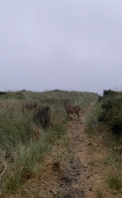 Gold Beach Inn by null