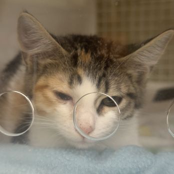 Petco - Cat - Pet Stores Near Me - Mobile, Alabama Petco - Cat - Pet Stores Near Me - Mobile, Alabama