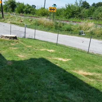 P&L Tree Service - Dead grass..Front tree - Tree Services Near Me P&L Tree Service - Dead grass..Front tree - Tree Services Near Me