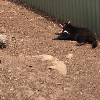 Bonarong Wildlife Sanctuary - Look at the jaws and teeth and on this fella - Zoos Near Me - Brighton, TAS