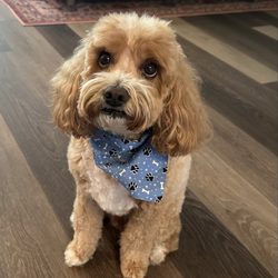 Angela's Grooming & Doggie Spa