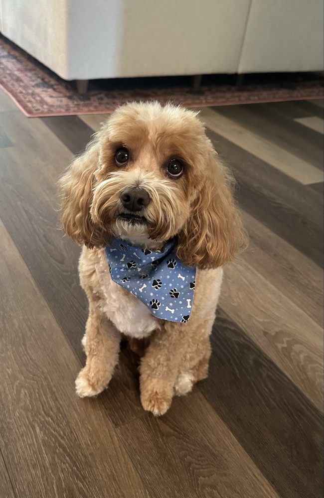 Angela's Grooming & Doggie Spa - pet boarding facility in Fort Wayne, IN