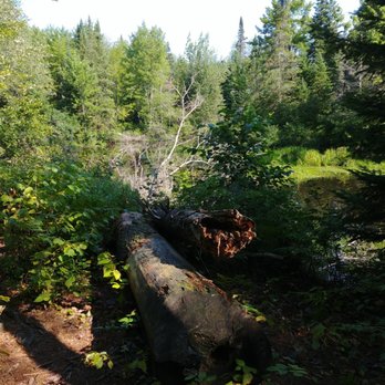 Bonnechere Provincial Park - Behind site 62, the marsh - Hiking Near Me - Killaloe, Ontario