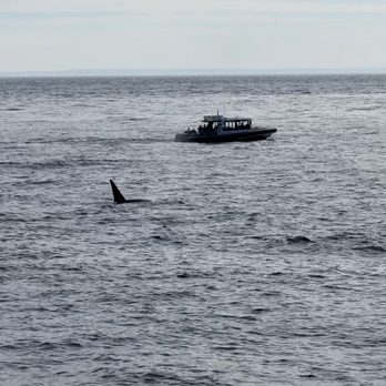 Island Adventures Whale Watching - One of the brother going about his day - Whale Watching Tours Near Me - Anacortes, Washington Island Adventures Whale Watching - One of the brother going about his day - Whale Watching Tours Near Me - Anacortes, Washington