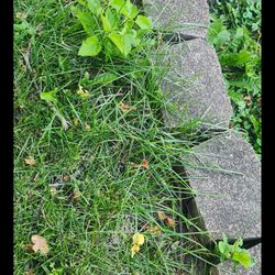 Lawn Love Lawn Care - 8 inches of grass