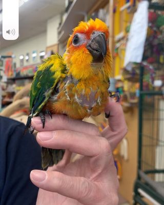 THE BIRD & REPTILE CONNECTION - Updated June 2024 - 29 Photos & 33