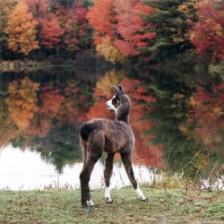Baby llama by our pond.