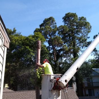 Tree Frog Tree Care - Next side. - Tree Services Near Me - Gulf Breeze, Florida