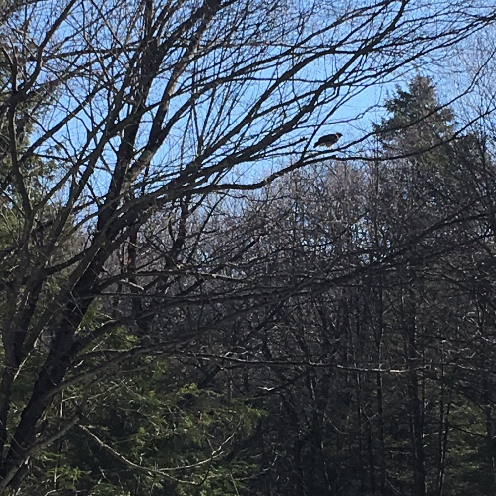Mount Tom State Reservation - This eagle was following us around. - Hiking Near Me - Holyoke, Massachusetts Mount Tom State Reservation - This eagle was following us around. - Hiking Near Me - Holyoke, Massachusetts