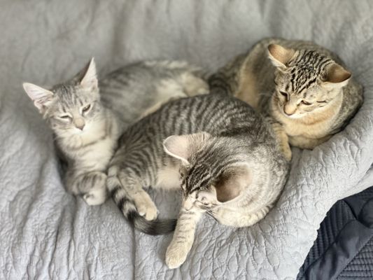 PALOUSE ANIMAL WELLNESS & SURGERY CENTER - 14 Reviews - 504 N Main St