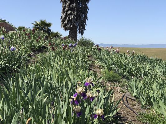 Nola's Iris Garden by null