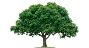 Carlos Tree Service 4331 Fallen Oaks Dr Houston Tx Tree Services Mapquest