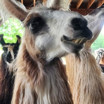 Divine Llama Vineyard - Wineries Near Me - East Bend, North Carolina Divine Llama Vineyard - Wineries Near Me - East Bend, North Carolina