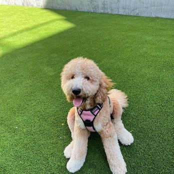healthy spot grooming prices