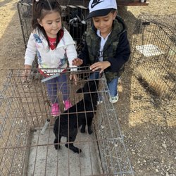 Las Esperanza Flea Market - Farm animals for sale