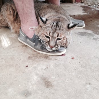 Isis Oasis Lodge - Brotip: Wear your topsiders. Bobcat's love topsiders. - Venues & Event Spaces Near Me - Geyserville, California Isis Oasis Lodge - Brotip: Wear your topsiders. Bobcat's love topsiders. - Venues & Event Spaces Near Me - Geyserville, California