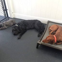 A tired dog is a balanced dog and a balanced dog is a good dog