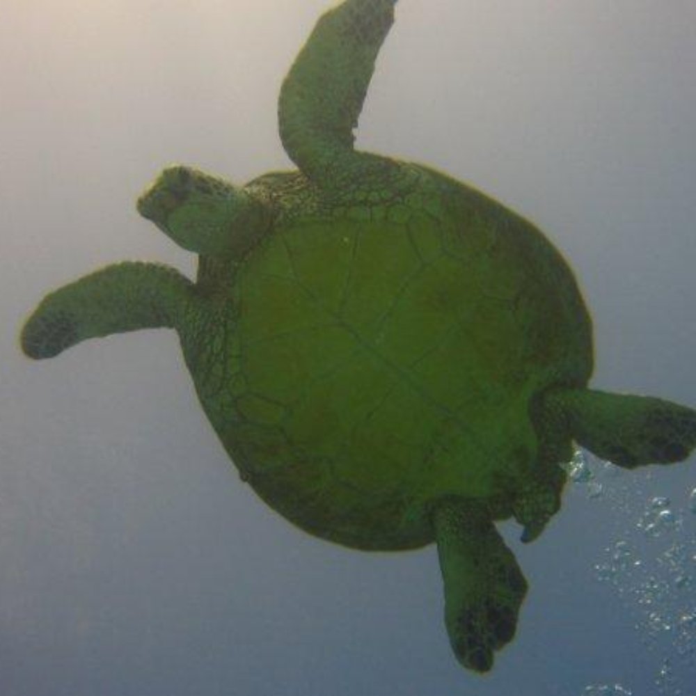 Oahu Diving - Sea Turtle! - Scuba Diving Near Me - Honolulu, Hawaii