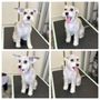 Photo of Groomer19 & Friends Pet Salon
