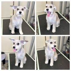 Groomer19 & Friends Pet Salon - Happy pup with her first haircut with us