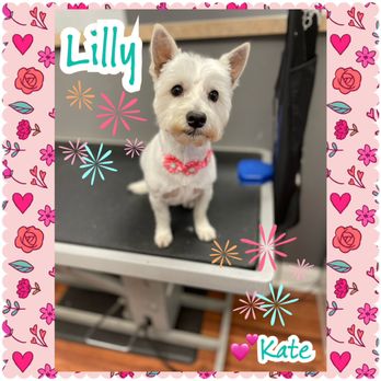Happy Dog Spa - Pet Groomers Near Me - Corinth, Texas Happy Dog Spa - Pet Groomers Near Me - Corinth, Texas