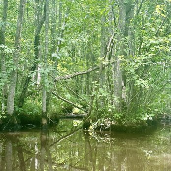 Pocomoke State Park - Swamp - Parks Near Me - Pocomoke City, Maryland Pocomoke State Park - Swamp - Parks Near Me - Pocomoke City, Maryland