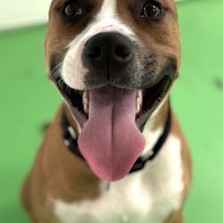 Paw Haven - Brando loves Paw Haven