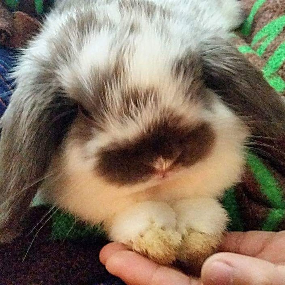 One Stop Lop - Choco at 8 weeks old. - Pet Adoption Near Me One Stop Lop - Choco at 8 weeks old. - Pet Adoption Near Me