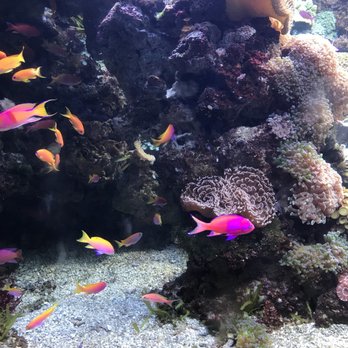 Downtown Aquarium - Museums Near Me - Denver, Colorado