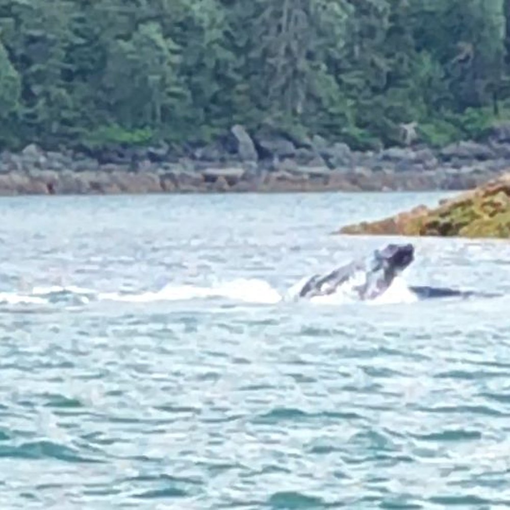 Carnival Splendor - 6/2022-Whale feeding - Boat Tours Near Me - Seattle, Washington