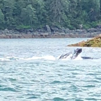 Carnival Splendor - 6/2022-Whale feeding - Boat Tours Near Me - Seattle, Washington