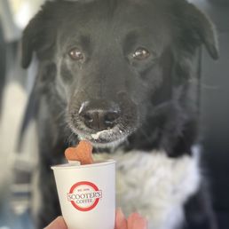 Puppy cup Puppy cup