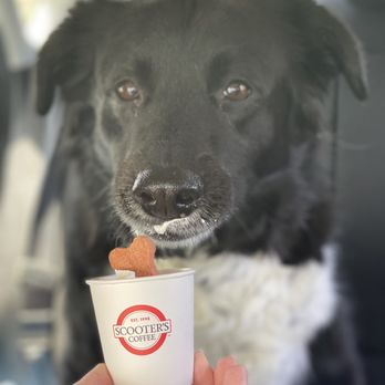 Scooter's Coffee - Puppy cup - Coffee & Tea Near Me - Tomball, Texas Scooter's Coffee - Puppy cup - Coffee & Tea Near Me - Tomball, Texas
