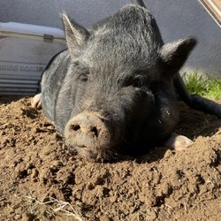 Hilmar Animal Hospital - Pig