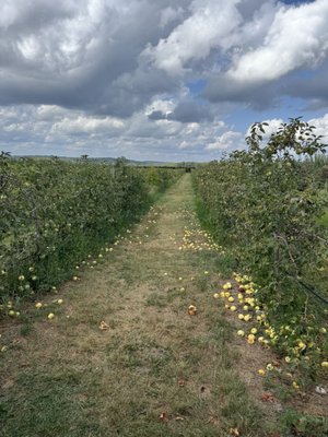 Belkin Family Lookout Farm - U-Pick Orchard - Taproom, Outdoor Dining and Market by null