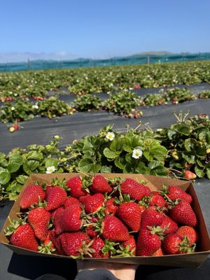 Swanton Berry Farm by null