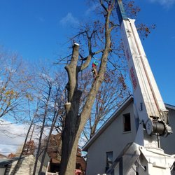 WOODPECKER TREE SERVICE - 106 Photos & 21 Reviews - Tree Services