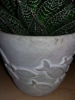 wanderfish Café by null