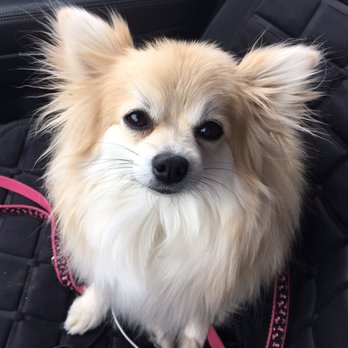 Hollywood Hounds Pet Spa - Pet Groomers Near Me Hollywood Hounds Pet Spa - Pet Groomers Near Me