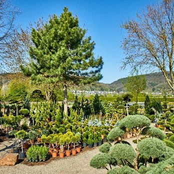 Bösen - Christmas Trees Near Me - Trier, RP