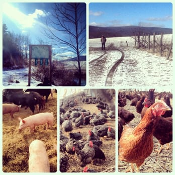 Polyface - Farms Near Me - Swoope, Virginia