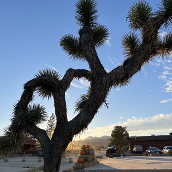 Pioneertown - Joshua tree at sunset - Landmarks & Historical Buildings Near Me - Pioneertown, California