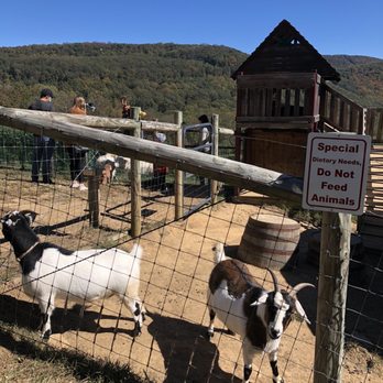Fainting Goat Vineyards - Wineries Near Me - Jasper, Georgia Fainting Goat Vineyards - Wineries Near Me - Jasper, Georgia